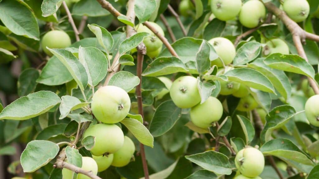 What To Do With Unripe Apples Unripe to