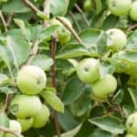 what to do with unripe apples