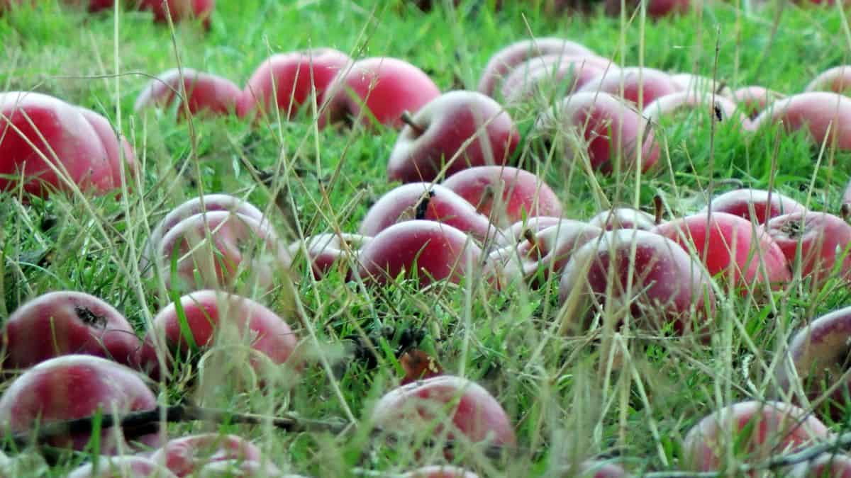 windfall apples